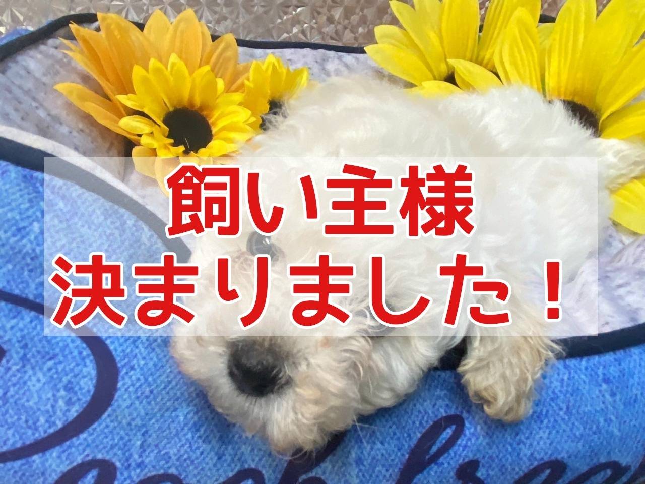 トイ・プードル