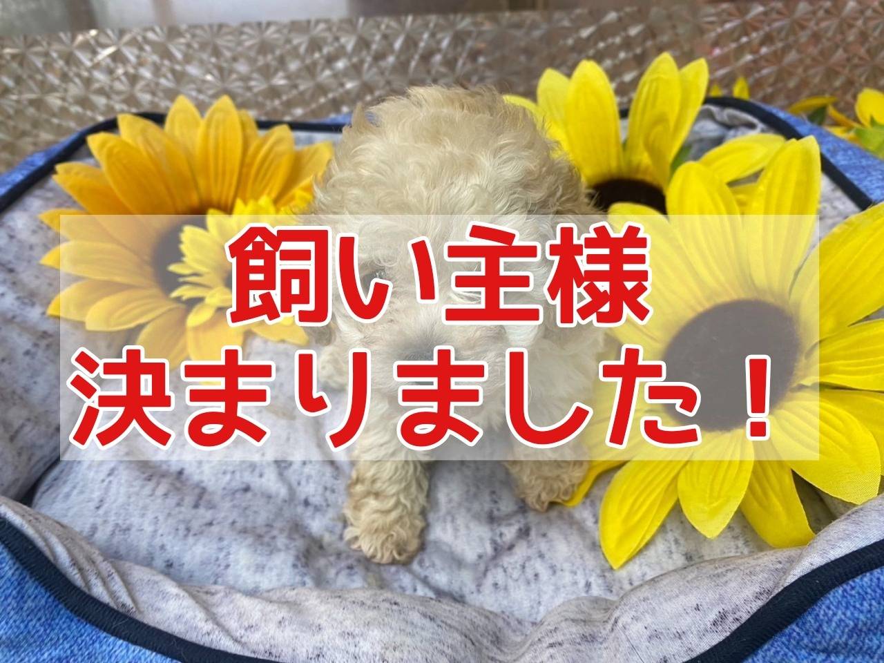 トイ・プードル