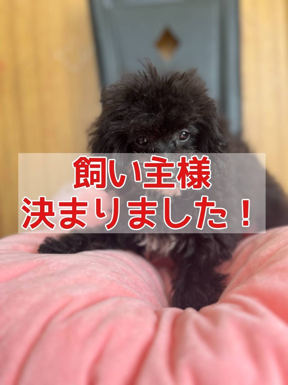 ティーカッププードル（ブラック）