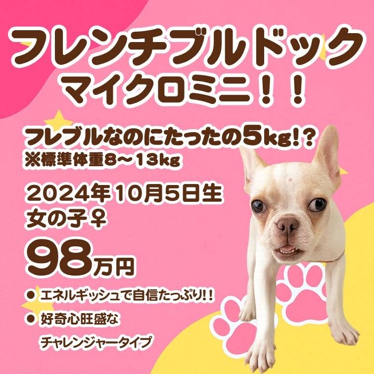 フレンチブルドック