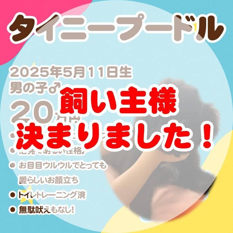 タイニープードル