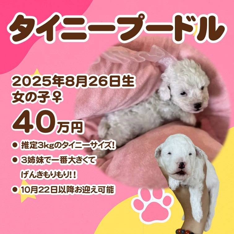 タイニープードル