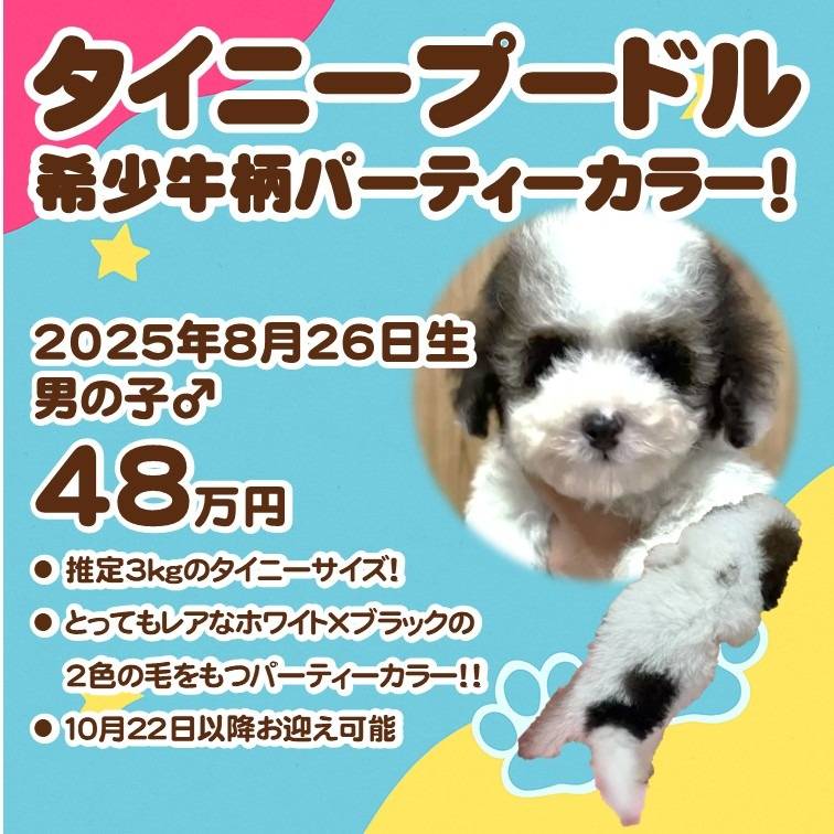 タイニープードルパーティー
