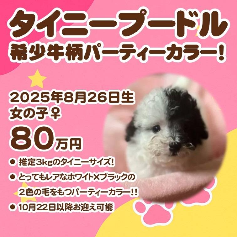 タイニープードル