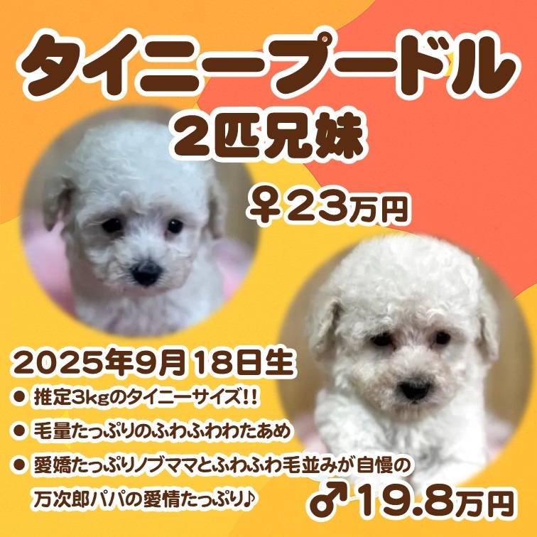 タイニープードル